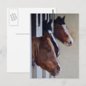 Drie paarden in Stables Post Card Briefkaart (Voorkant / Achterkant)