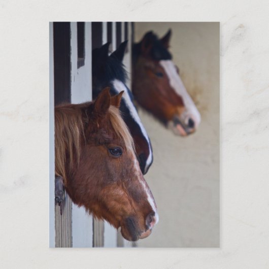 Drie paarden in Stables Post Card Briefkaart (Voorkant)