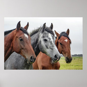 Drie paarden poster