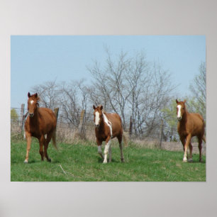Drie paarden poster