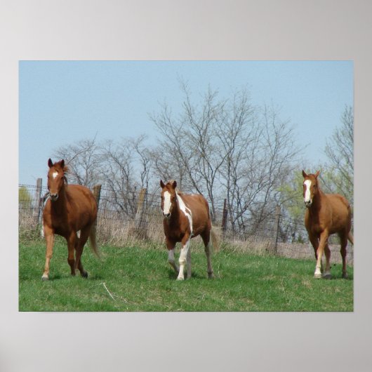 Drie paarden poster (Voorkant)