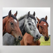 Drie paarden poster (Voorkant)