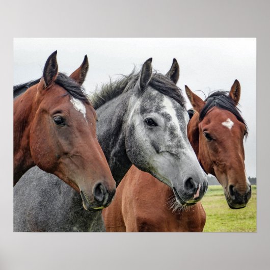 Drie paarden poster (Voorkant)