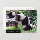 Drie Panda-Beren die plezier hebben in het spelen Briefkaart (Voorkant / Achterkant)