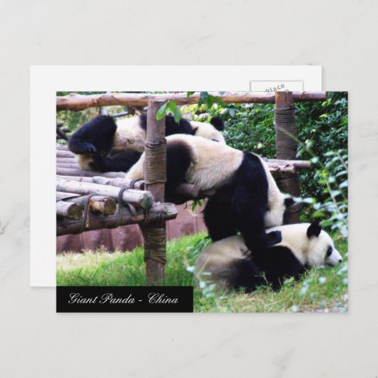 Drie Panda-Beren die plezier hebben in het spelen Briefkaart (Voorkant / Achterkant)