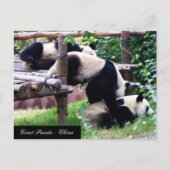 Drie Panda-Beren die plezier hebben in het spelen Briefkaart (Voorkant)