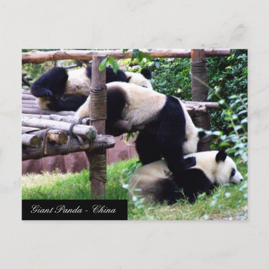 Drie Panda-Beren die plezier hebben in het spelen Briefkaart (Voorkant)