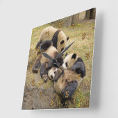 Drie Panda Cubaanse wandklok (Hoek)