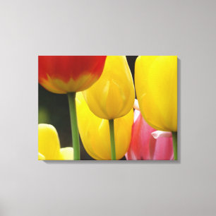 Drie Paneel Canvas afdrukken Fotografie Tulpen