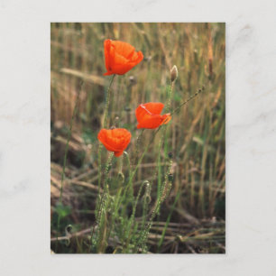 Drie papavers   BRIEFKAARTEN