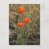 Drie papavers | BRIEFKAARTEN (Voorkant)