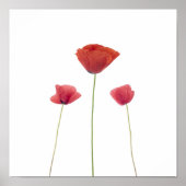 Drie papavers poster (Voorkant)