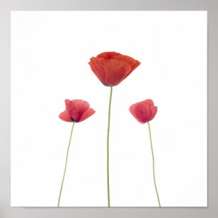 Drie papavers poster