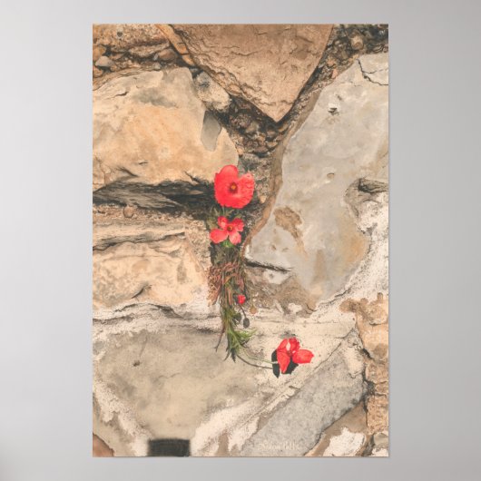 Drie papavers poster (Voorkant)