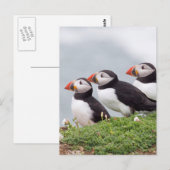 Drie Papegaaiduikers Briefkaart (Voorkant / Achterkant)