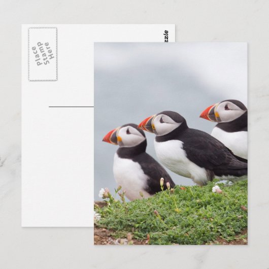 Drie Papegaaiduikers Briefkaart (Voorkant / Achterkant)