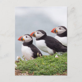 Drie Papegaaiduikers Briefkaart