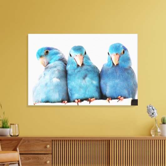 Drie papegaaien Pacific Blue Parrotlets Canvas Art (Insitu (Woonkamer))