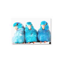 Drie papegaaien Pacific Blue Parrotlets Canvas Art