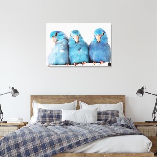 Drie papegaaien Pacific Blue Parrotlets Canvas Art (Insitu (Slaapkamer))