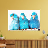 Drie papegaaien Pacific Blue Parrotlets Canvas Art (Insitu (Woonkamer))