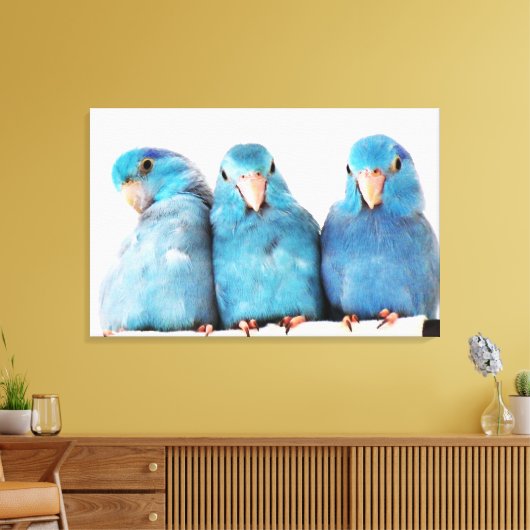 Drie papegaaien Pacific Blue Parrotlets Canvas Art (Insitu (Woonkamer))