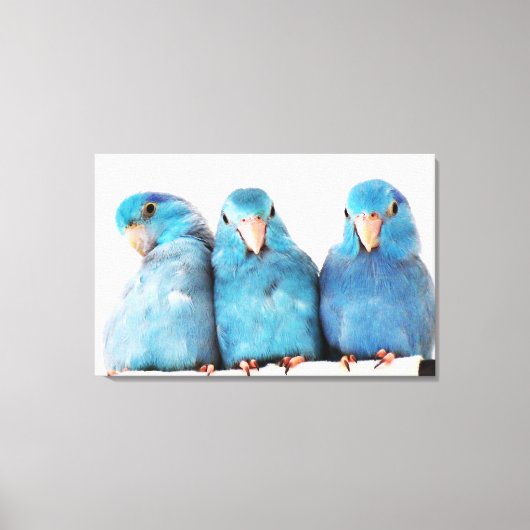 Drie papegaaien Pacific Blue Parrotlets Canvas Art (Voorkant)