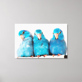 Drie papegaaien Pacific Blue Parrotlets Canvas Art Afdruk