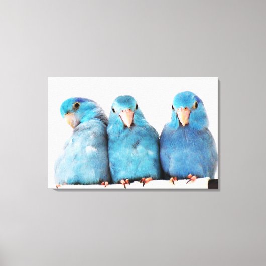 Drie papegaaien Pacific Blue Parrotlets Canvas Art Afdruk (Voorkant)