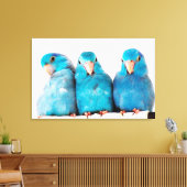 Drie papegaaien Pacific Blue Parrotlets Canvas Art Afdruk (Insitu (Woonkamer))