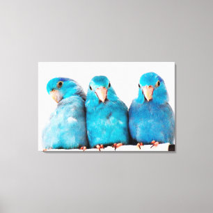 Drie papegaaien Pacific Blue Parrotlets Canvas Art Afdruk