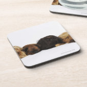 Drie Pekingese honden en één pug liggen neer Bier Onderzetter (Linkerzijde)