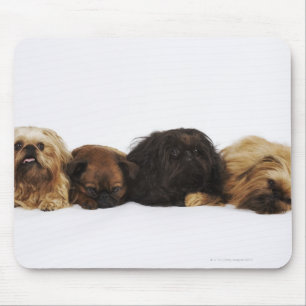 Drie Pekingese honden en één pug liggen neer Muismat