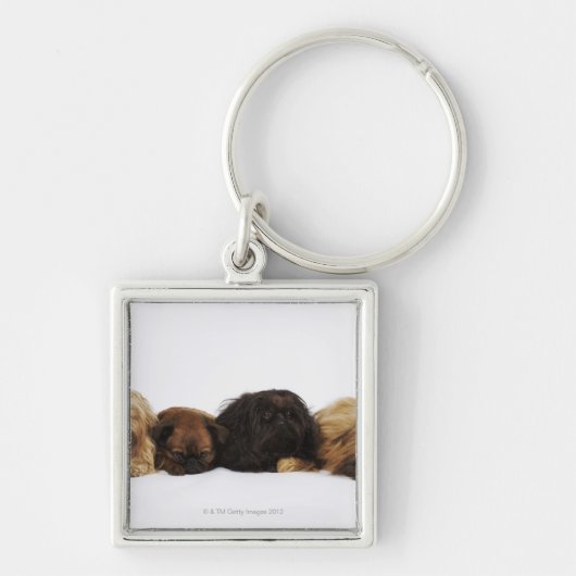 Drie Pekingese honden en één pug liggen neer Sleutelhanger (Voorkant)