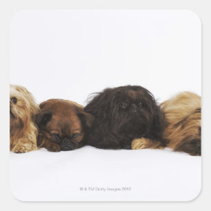 Drie Pekingese honden en één pug liggen neer Vierkante Sticker