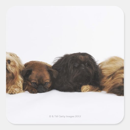 Drie Pekingese honden en één pug liggen neer Vierkante Sticker (Voorkant)