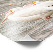 Drie Pelicans Visten samen Foto Afdruk (Hoek)