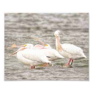Drie Pelicans Visten samen Foto Afdruk