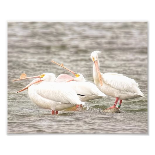 Drie Pelicans Visten samen Foto Afdruk (Voorkant)