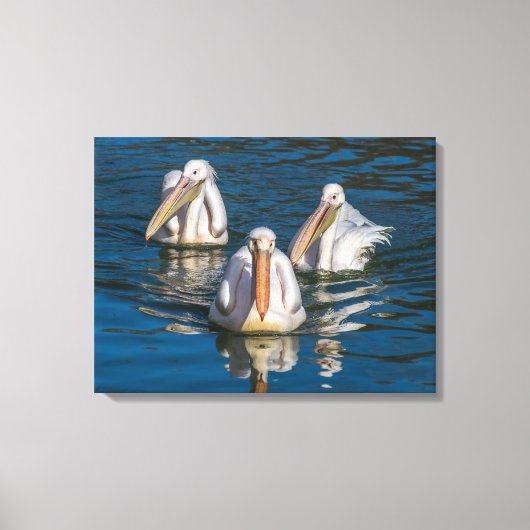Drie pelikanen close-up canvas print (Voorkant)