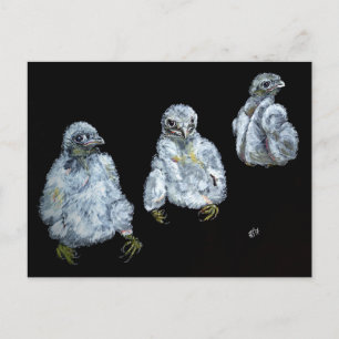 Drie Peregrine Chicken Briefkaart