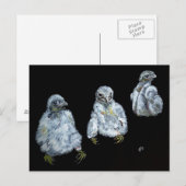 Drie Peregrine Chicken Briefkaart (Voorkant / Achterkant)