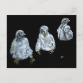 Drie Peregrine Chicken Briefkaart (Voorkant)