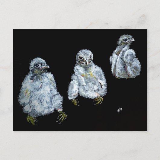 Drie Peregrine Chicken Briefkaart (Voorkant)