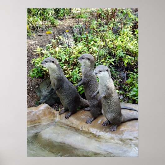 Drie Permanente Otters, Poster (Voorkant)