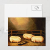 Drie Pigs buiten een Sty Briefkaart (Voorkant / Achterkant)