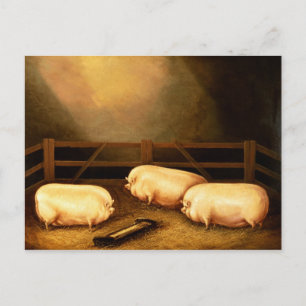 Drie Pigs buiten een Sty Briefkaart