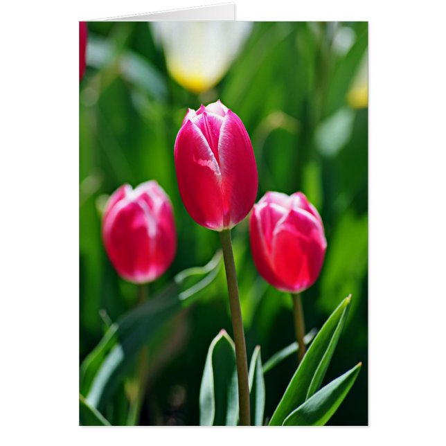 Drie Pinks (Voorkant)