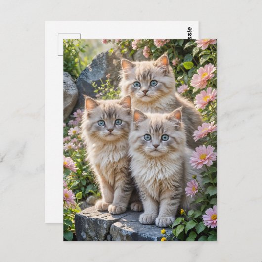 Drie pluizige Kittens in roze bloemen Briefkaart (Voorkant / Achterkant)