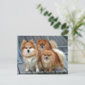 Drie Pomeraniërs Briefkaart (Staand voorkant)